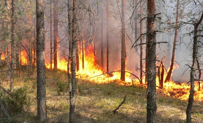 профилактика лесных пожаров