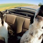 безопасность собак в машине