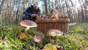 сбор грибов в лесу